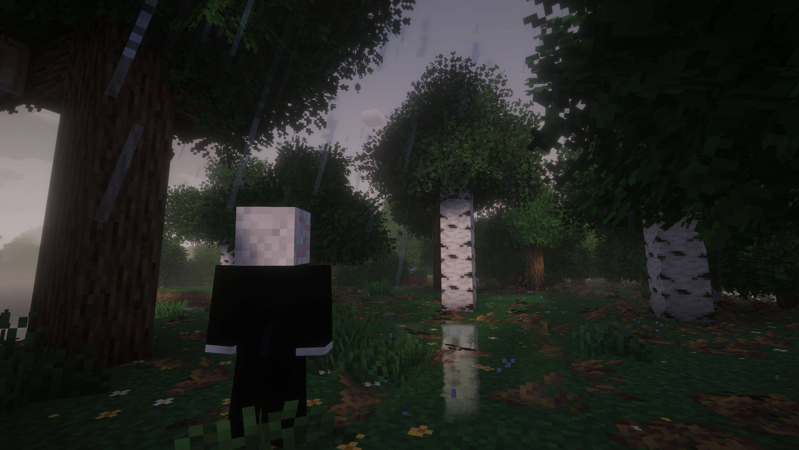 Rainy Forest 1.jpg